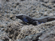 Lagarto tizón (Gallotia galloti palmae)