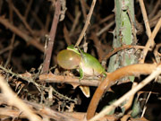 Reineta (Hyla meridionalis)