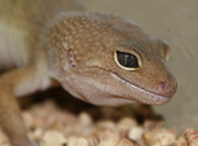 Eublepharis macularius albino