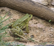 Granota verda (Pelophylax perezi)