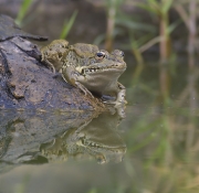 Granota verda (Pelophylax perezi)