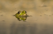 Granota verda (Pelophylax perezi)