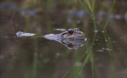 Granota verda (Pelophylax perezi)