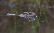 Granota verda (Pelophylax perezi)