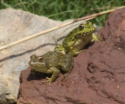 Granota verda (Pelophylax perezi)