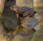 Granota verda (Pelophylax perezi)