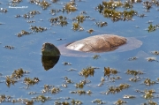 Mauremys leprosa