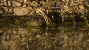 Granota verda (Pelophylax perezi)