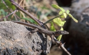 Sargantana comuna (Podarcis hispanica)