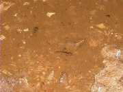 larvas salamandra (Salamandra salamandra)