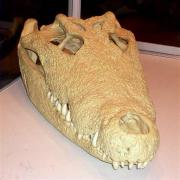 Crocodylus niloticus