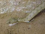 Serp d'aigua (Natrix maura)