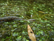 Serp d'aigua (Natrix maura)