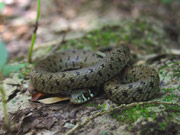 Serp de collaret (Natrix natrix)