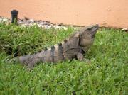 Iguana terrestre macho ( Ctenosaura similis)