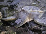 Tortuga verde (Chelonia mydas)