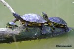 familia de tortugas