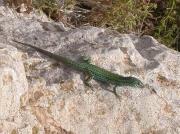 Lagartija de las Pitiusas, Sargantana de les Pitiüses (Podarcis pityusensis formenterae)