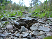 Granota verda (Pelophylax perezi)