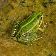 Granota verda  (Rana Perezi)