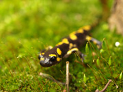 Salamandra comuna (Salamandra salamandra)