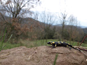 Salamandra salamandra