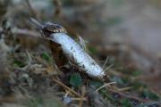 Serp d'aigua (Natrix maura)