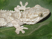 Dragó comú (Tarentola mauritanica)