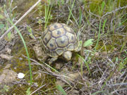 Tortuga mora (Testudo graeca)