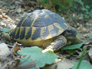 Testudo hermanni