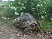 Tortuga mediterrània (Testudo hermanni hermanni)