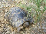 Testudo hermanni "negre"