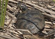 Tortuga d'orelles vermelles o tortuga de Florida (Trachemys scripta elegans)