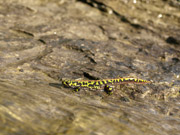 Tritó verd (Triturus marmoratus)