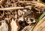 Sargantana comuna (Podarcis hispanica)