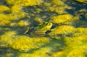 Granota verda o comuna (Pelophylax perezi)