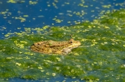 Granota verda o comuna (Pelophylax perezi)