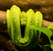 Pitó verd  (Morelia viridis)