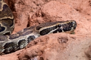 Anaconda  comú    (Eunectes murinus)