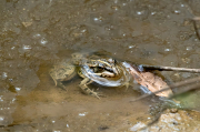 Granota verda (Pelophylax perezi)