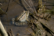 Granota verda  (Pelophylax perezi)