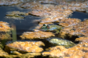 Granota verda o comuna (Pelophylax perezi)