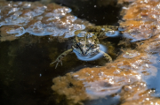 Granota verda o comuna (Pelophylax perezi)