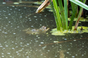 Granota verda (Pelophylax perezi)