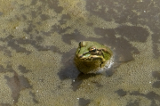 Granota verda o comuna (Pelophylax perezi)