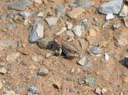 Gripau corredor, sapo corredor (Bufo calamita)