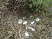 Posta depredada (Testudo hermanni)