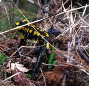 Salamandra comuna (Salamandra.S))
