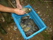 Reintroducción mauremys leprosa en Esparreguera 3