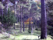 Serra del Catllarás, el Bergadá